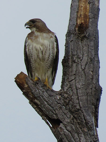 A pale-colored Red-tailed Hawk—Richardson, Texas.