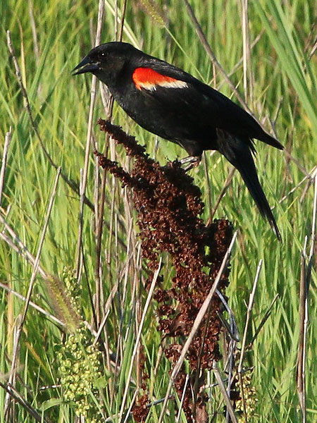 Red-winged Blackbird—Lewisville, Texas.