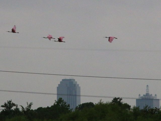 Roseate Spoonbills conducting a downtown Dallas flyby.