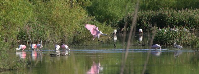 Roseate Spoonbills feeding with White Ibis and a Tricolored Heron.  Dallas, Texas