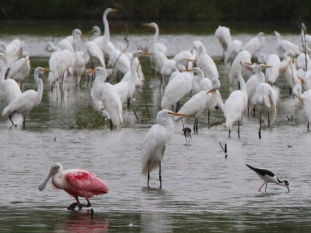 A Roseate Spoonbill in the midst of a congregation of hundreds of Great Egrets.  Dallas, Texas