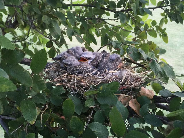 A whole nest full of baby Scissor-tailed Flycatchers—Lewisville, Texas.