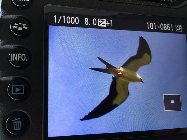 Phil Plank's exciting find—A Swallow-tailed Kite over Flower Mound, Texas.