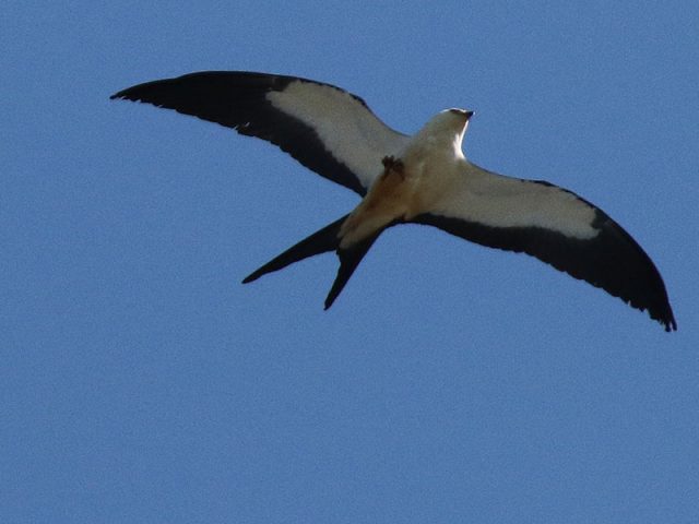 swallow-tailedkite02