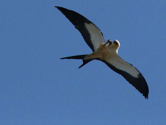 swallow-tailedkite03