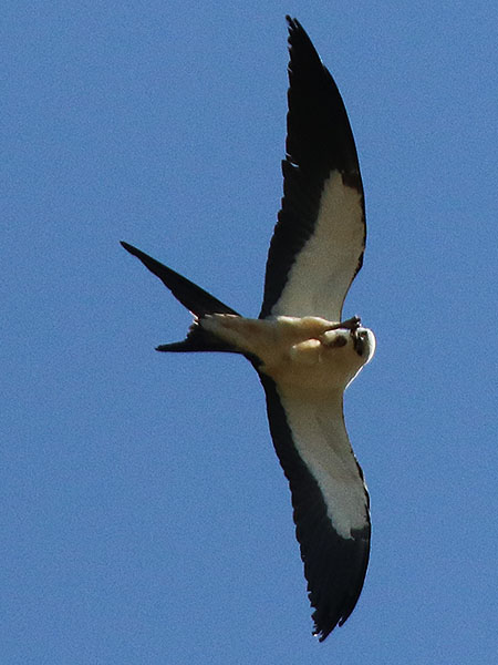 swallow-tailedkite05