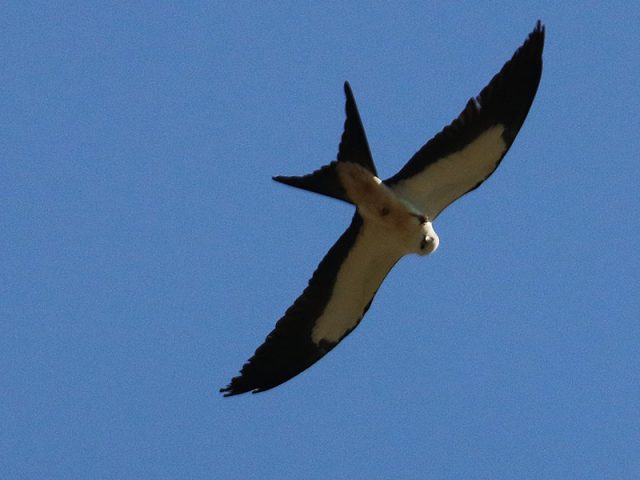 swallow-tailedkite06
