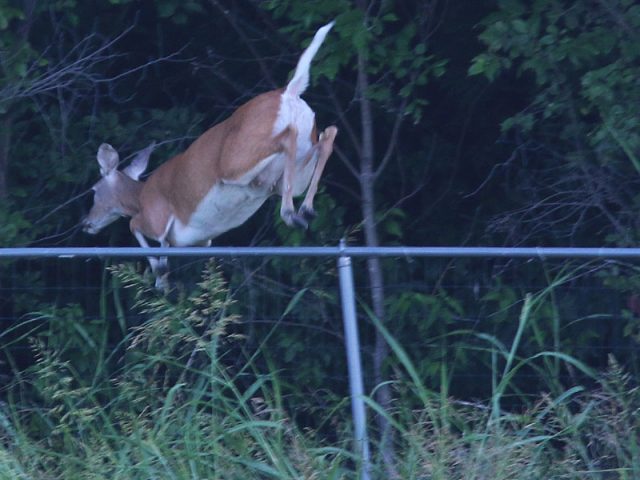 White-tailed Deer&mkdash;Lewisville, Texas.