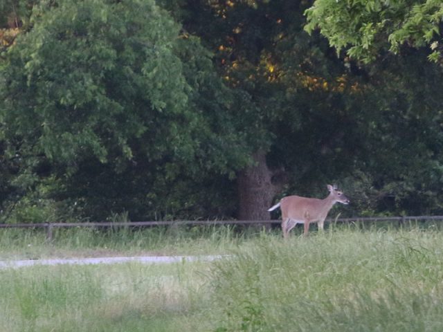 White-tailed Deer—Hickory Creek, Texas.