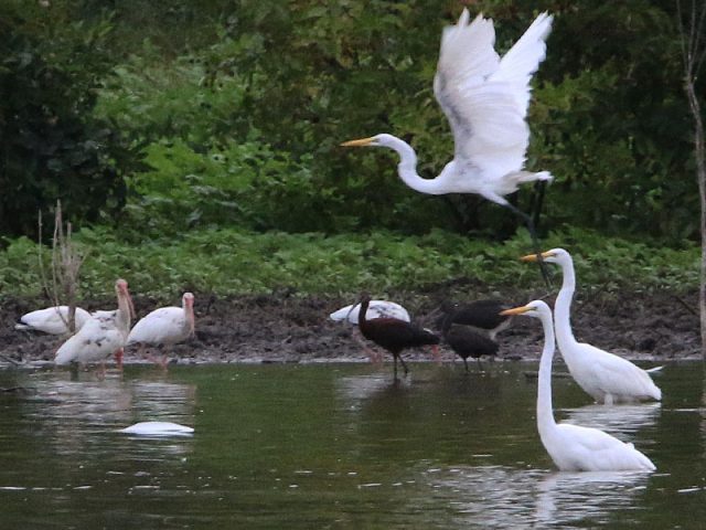 A nice mix of exotic birds...  White Ibises (left), White-faced Ibises (right), and Great Egrets (foreground).  Dallas, Texas