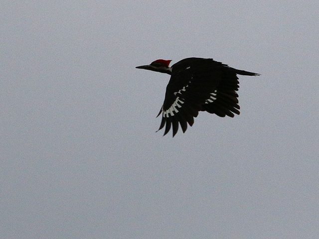 Pileated Woodpecker in the Trinity River bottomlands.