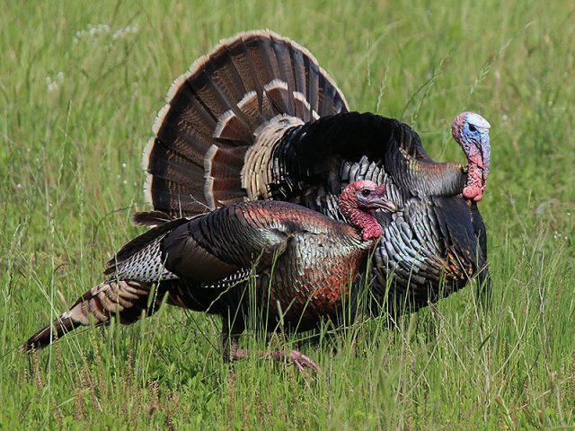 Wild Turkey—Lewisville Lake.