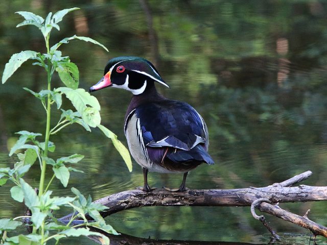 A male Wood Duck in Richardson, Texas...