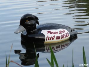 Good advice at the pond