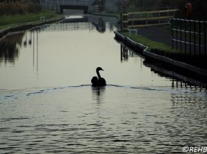swan-4