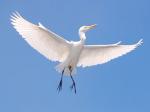 News - Birds Blanket Neighborhood in Droppings, Frustration