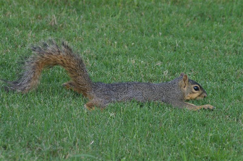 Fox Squirrel – Taking a Break – DFW Urban Wildlife