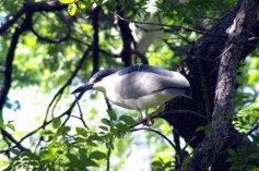 The Amazing UTSWMC Rookery – DFW Urban Wildlife