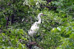 The Amazing UTSWMC Rookery – DFW Urban Wildlife