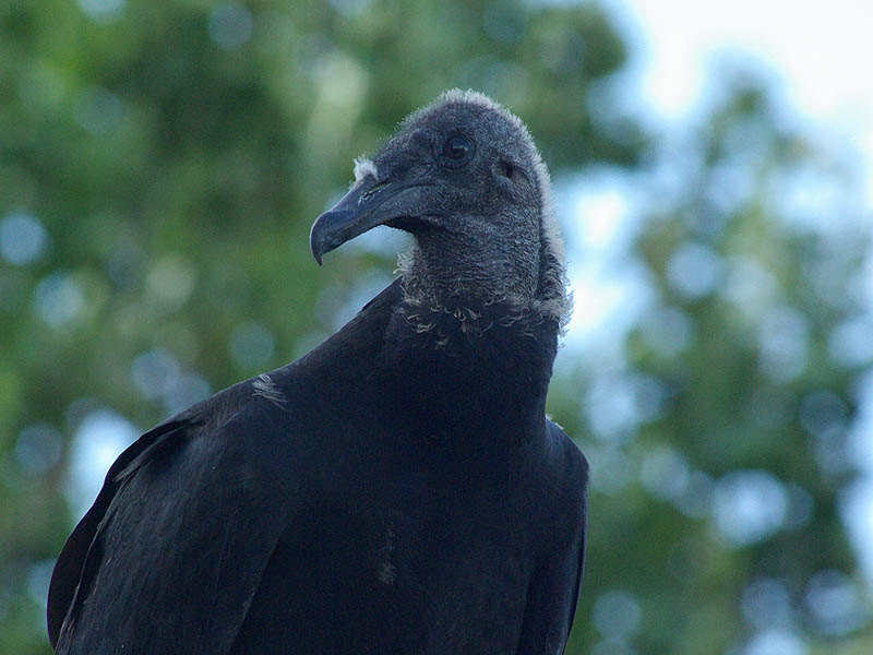 Black Vulture – Nest Update the Last – DFW Urban Wildlife