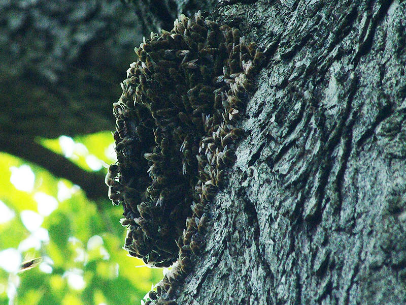 Honey Bee – Swarm – DFW Urban Wildlife