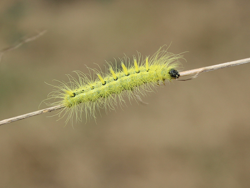 Ruddy Dagger Moth – Yellow Fuzzy – DFW Urban Wildlife