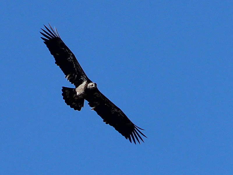 Bald Eagle – Two For One – DFW Urban Wildlife