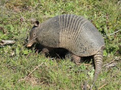 armadillo
