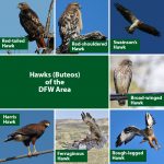 Sibley's Raptors Of North America Poster - Laminated 24x36 Inch Educational Bird Identification Chart - View #6