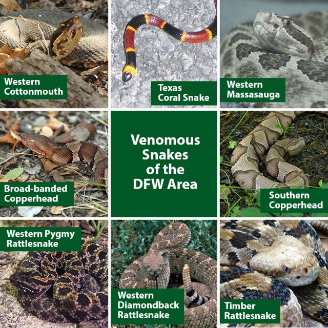 Venomous Snakes of the Dallas/Fort Worth Metroplex – DFW Urban Wildlife
