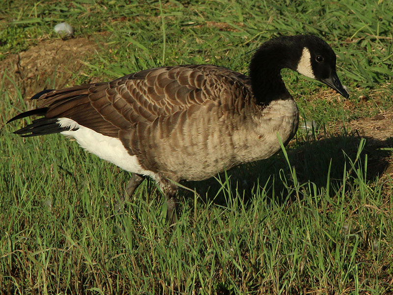 Mute Swan – Nest 2014 Update 18 – DFW Urban Wildlife