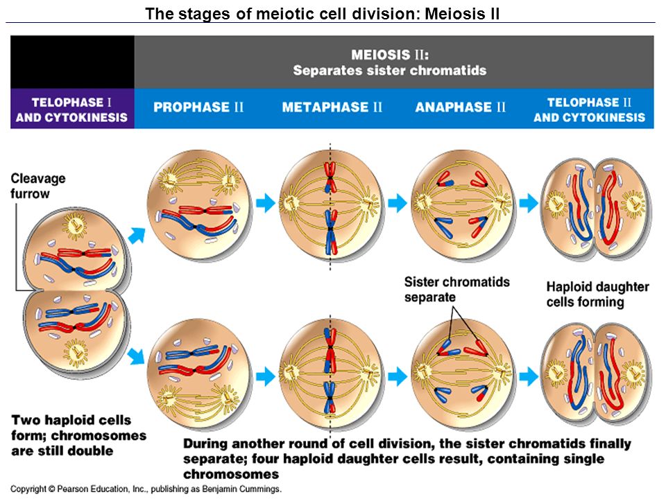 The stages of meiotic cell division: Meiosis II.