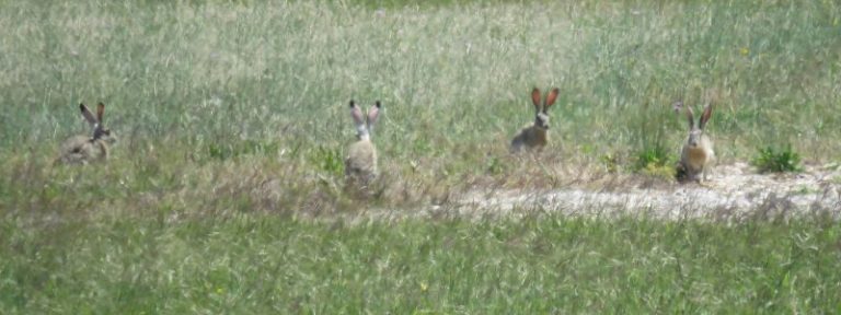 North Texas Jackrabbits – DFW Urban Wildlife