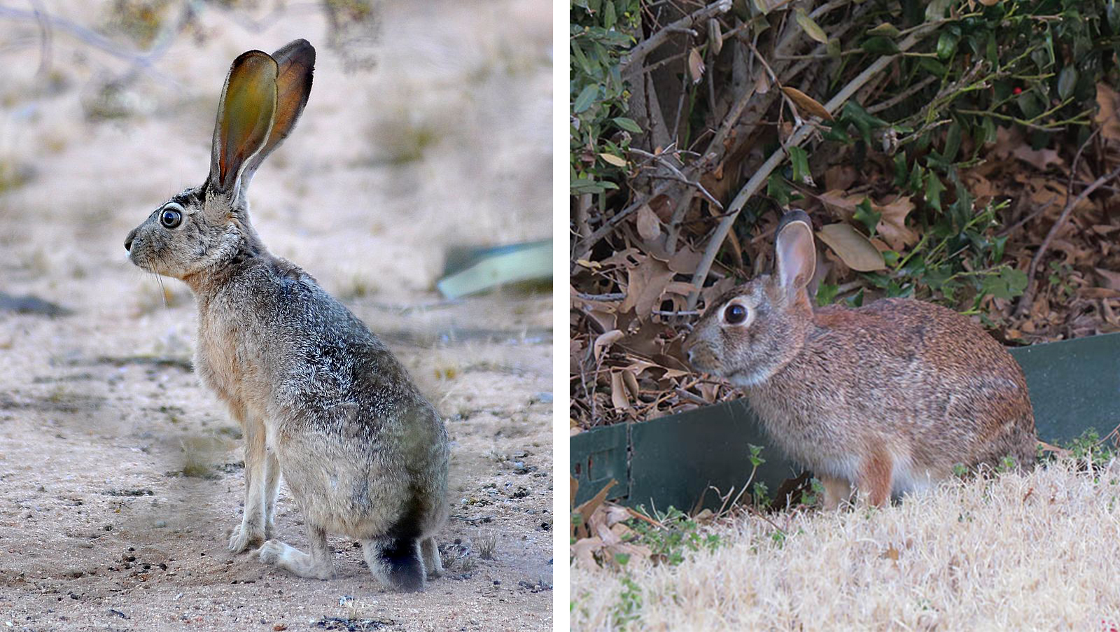 North Texas Jackrabbits DFW Urban Wildlife