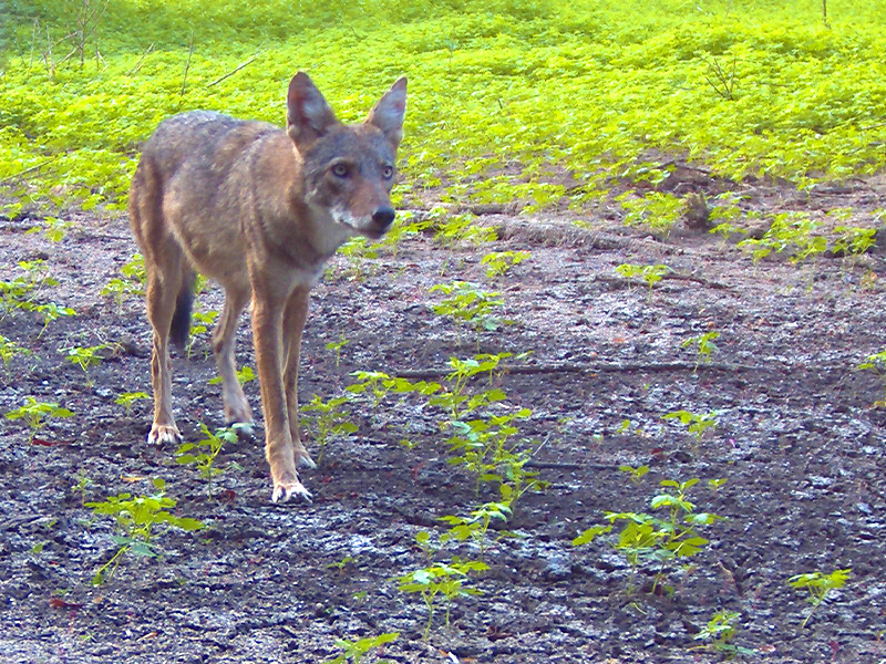 North Texas Coyotes DFW Urban Wildlife