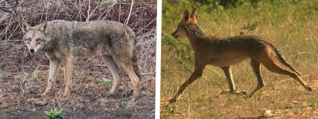 Why it's Challenging to Treat Coyotes with Mange - DFW ...