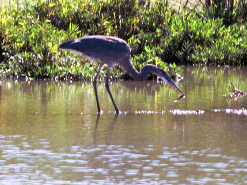 Great Blue Heron Eating a Fish DFW Urban Wildlife