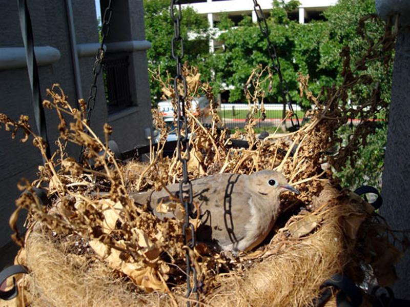 Mourning Dove Hanging Basket DFW Urban Wildlife
