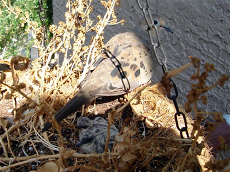 Mourning Dove Hanging Basket DFW Urban Wildlife