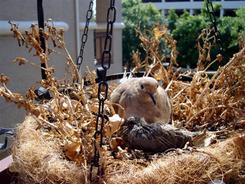 Mourning Dove Hanging Basket DFW Urban Wildlife
