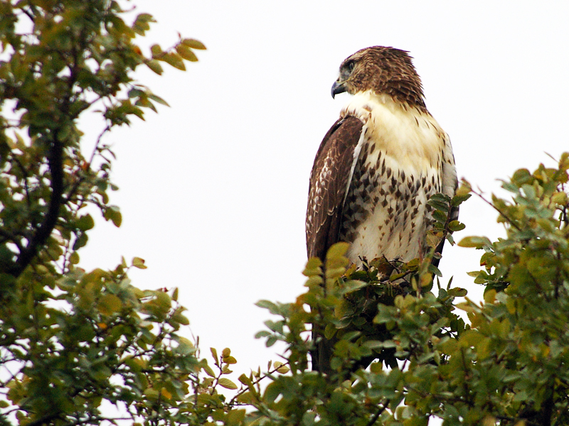 Roaming Hawk Red-tailed Hawk – Take My Picture, Please – DFW Urban Wildlife