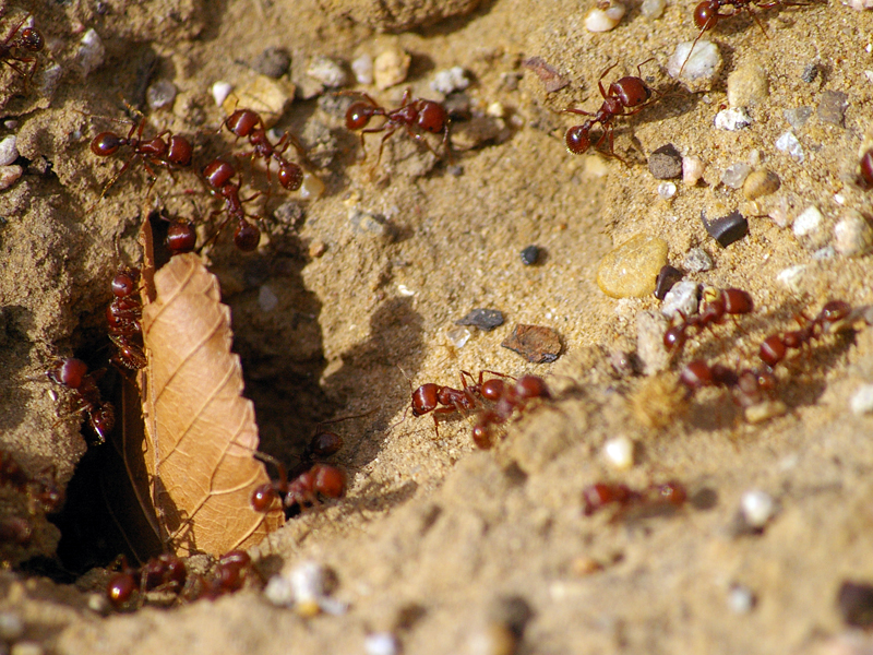 Red Harvester Ant Trails DFW Urban Wildlife
