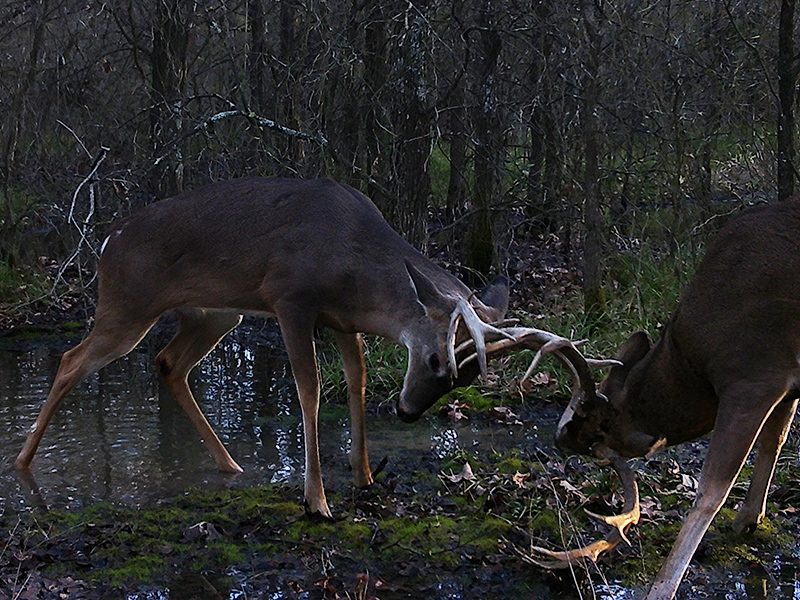 Sparring Bucks of the North Texas Rut DFW Urban Wildlife