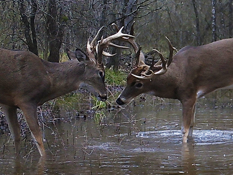 Sparring Bucks of the North Texas Rut DFW Urban Wildlife