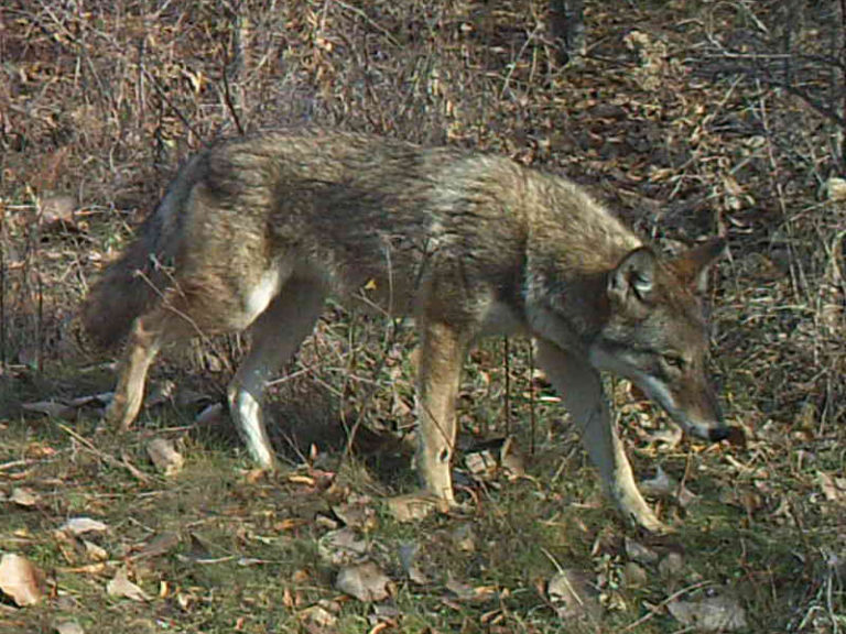What about the Red Wolf? DFW Urban Wildlife