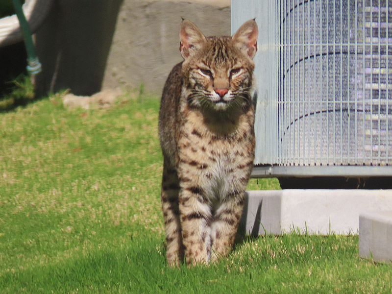 Your Friendly Neighborhood Bobcat DFW Urban Wildlife