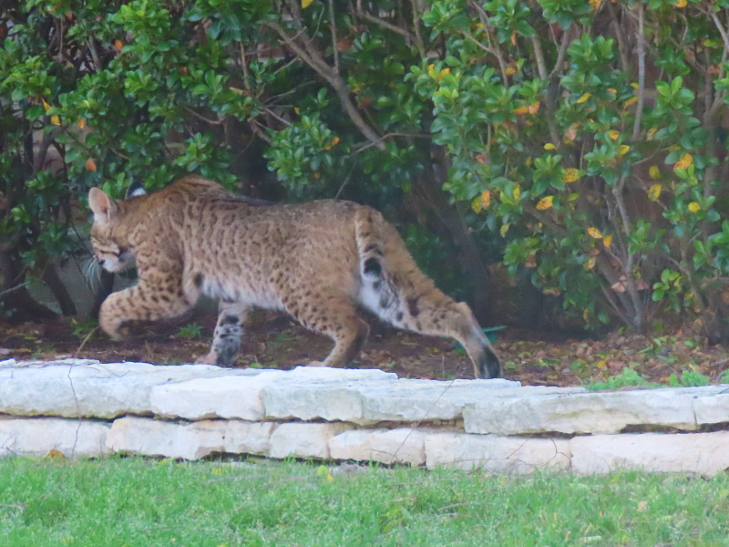 Your Friendly Neighborhood Bobcat DFW Urban Wildlife