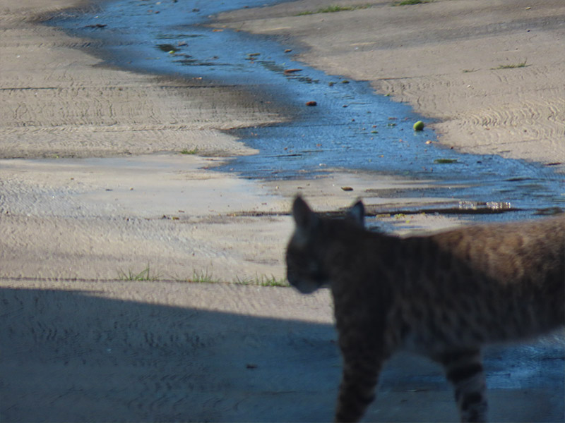 Your Friendly Neighborhood Bobcat DFW Urban Wildlife