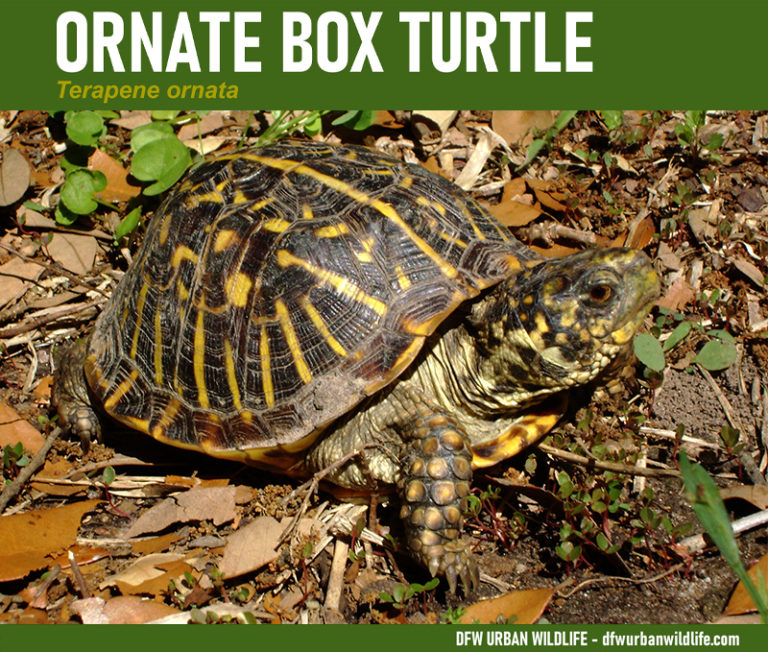 Turtles of the Dallas/Fort Worth Metroplex DFW Urban Wildlife