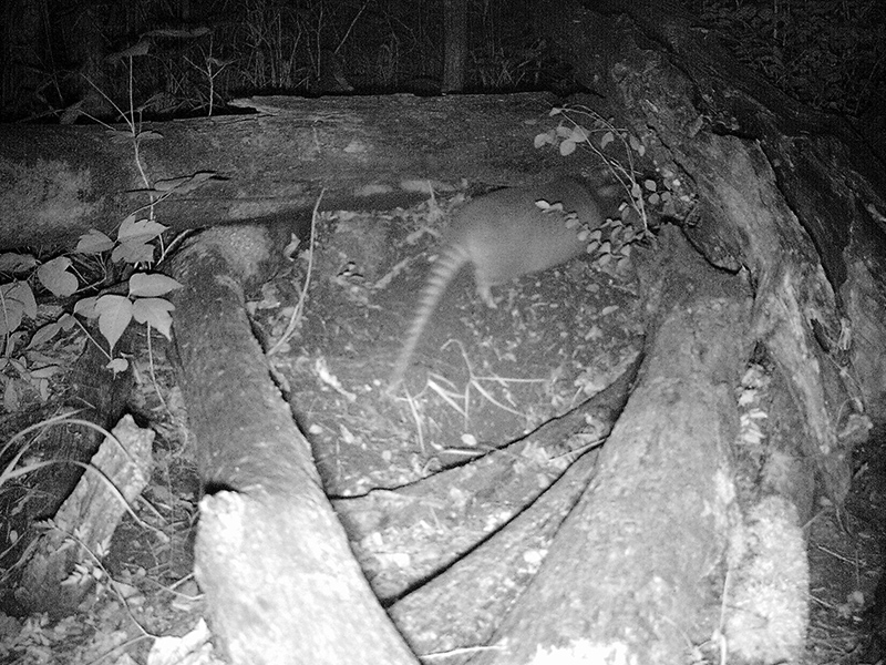 The Pack Rats Den The Packrat Takeover – DFW Urban Wildlife